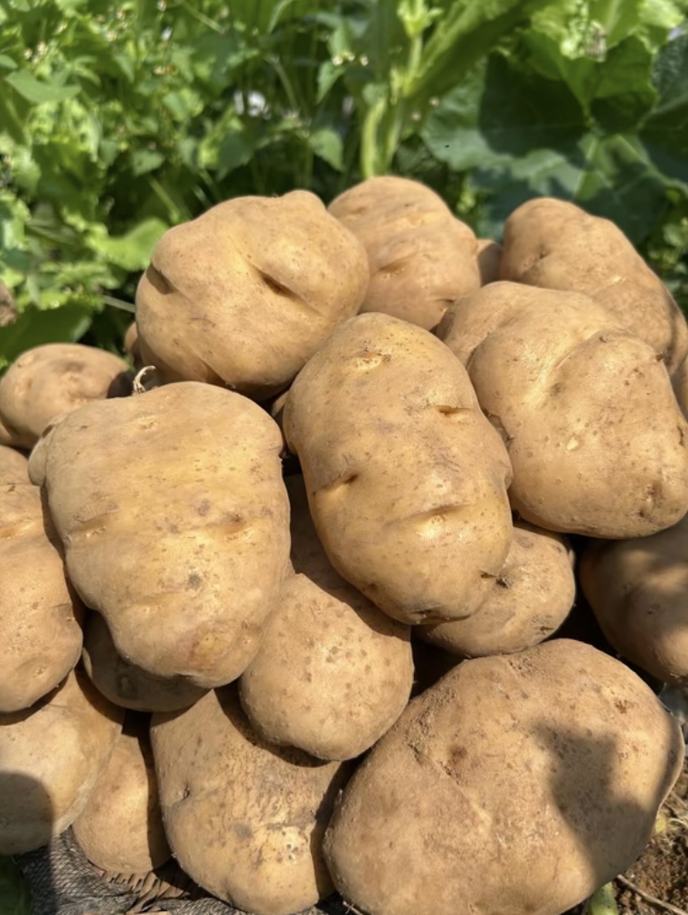 贵州威宁老品种米拉黄心洋芋粉糯香甜农家现挖包邮到家土豆