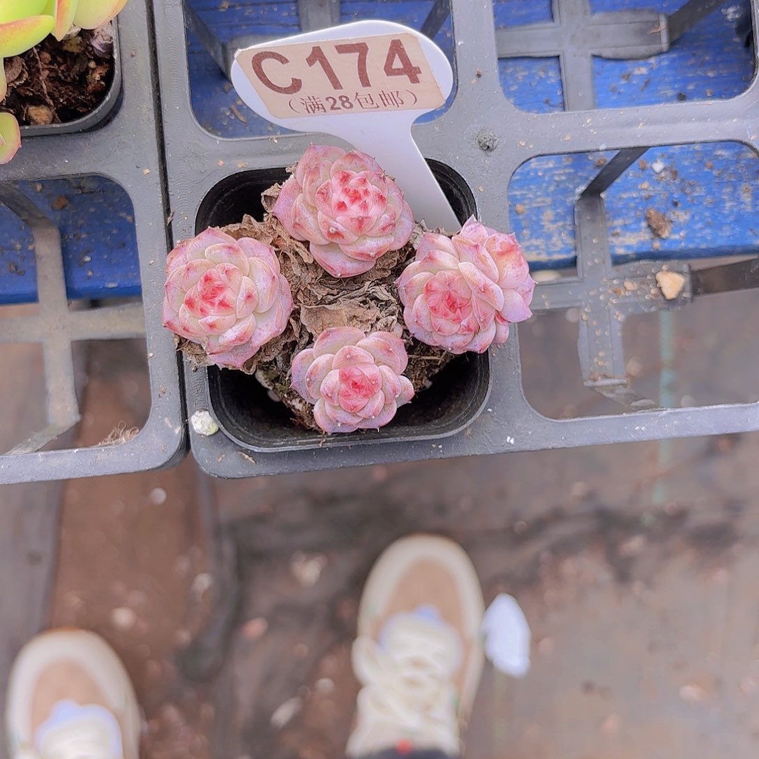 C174蓝孔雀一物一拍