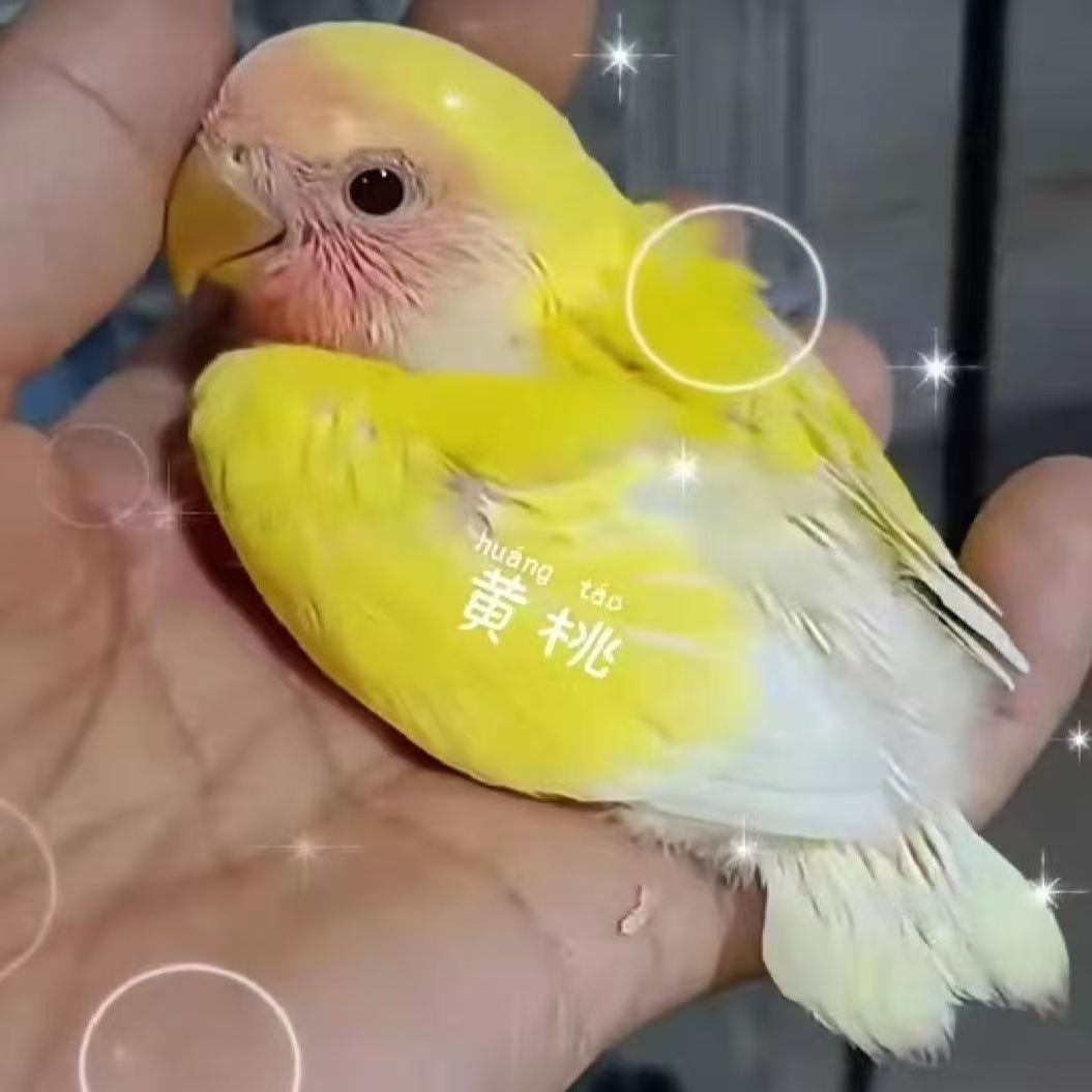 亲人可上手互动的桃脸牡丹半毛鹦鹉宠物鸟适合家庭饲养