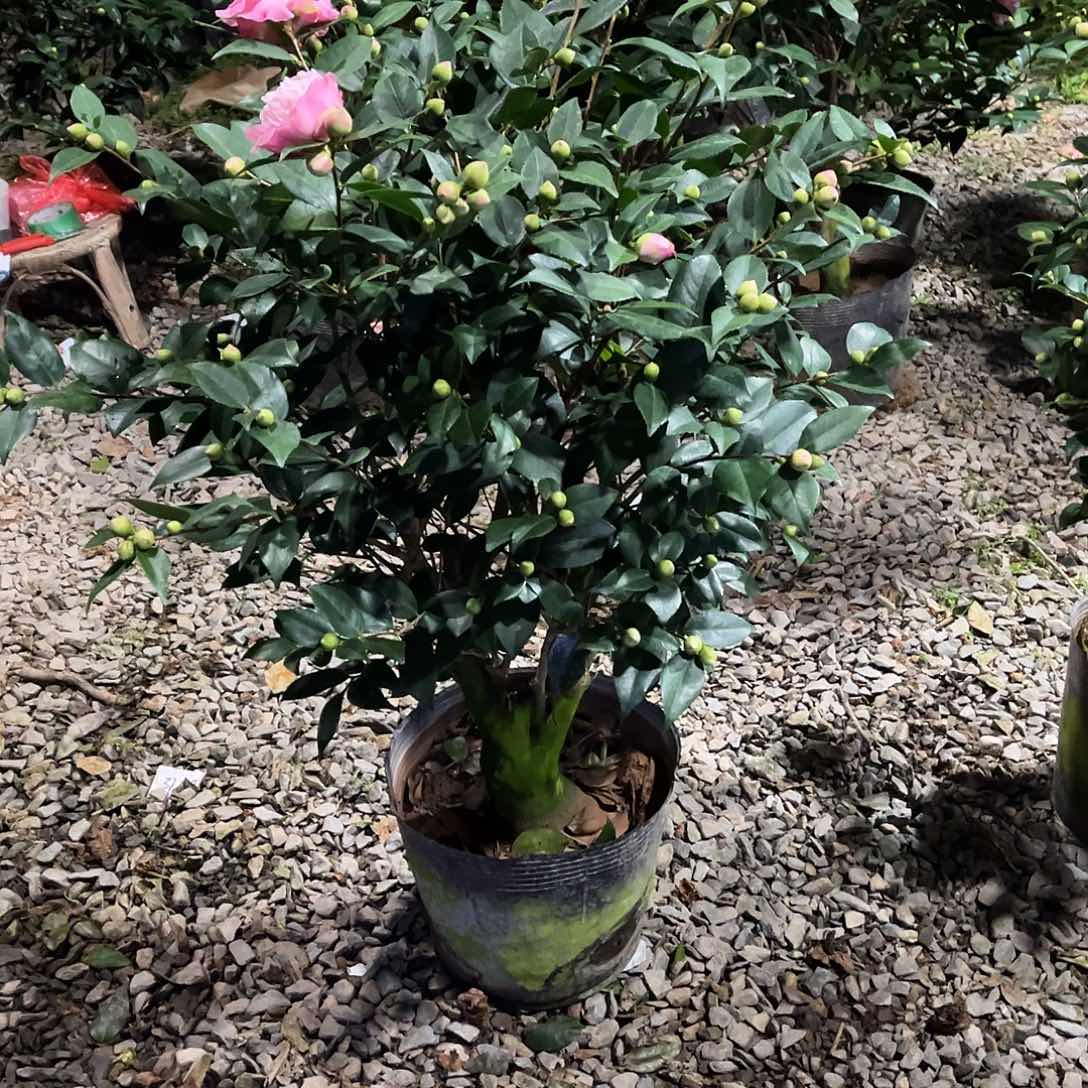 大部分花苞少量开放