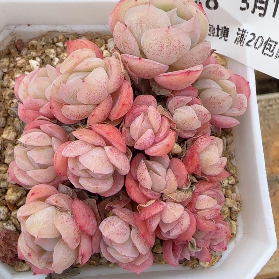 花语逸镜0313-238