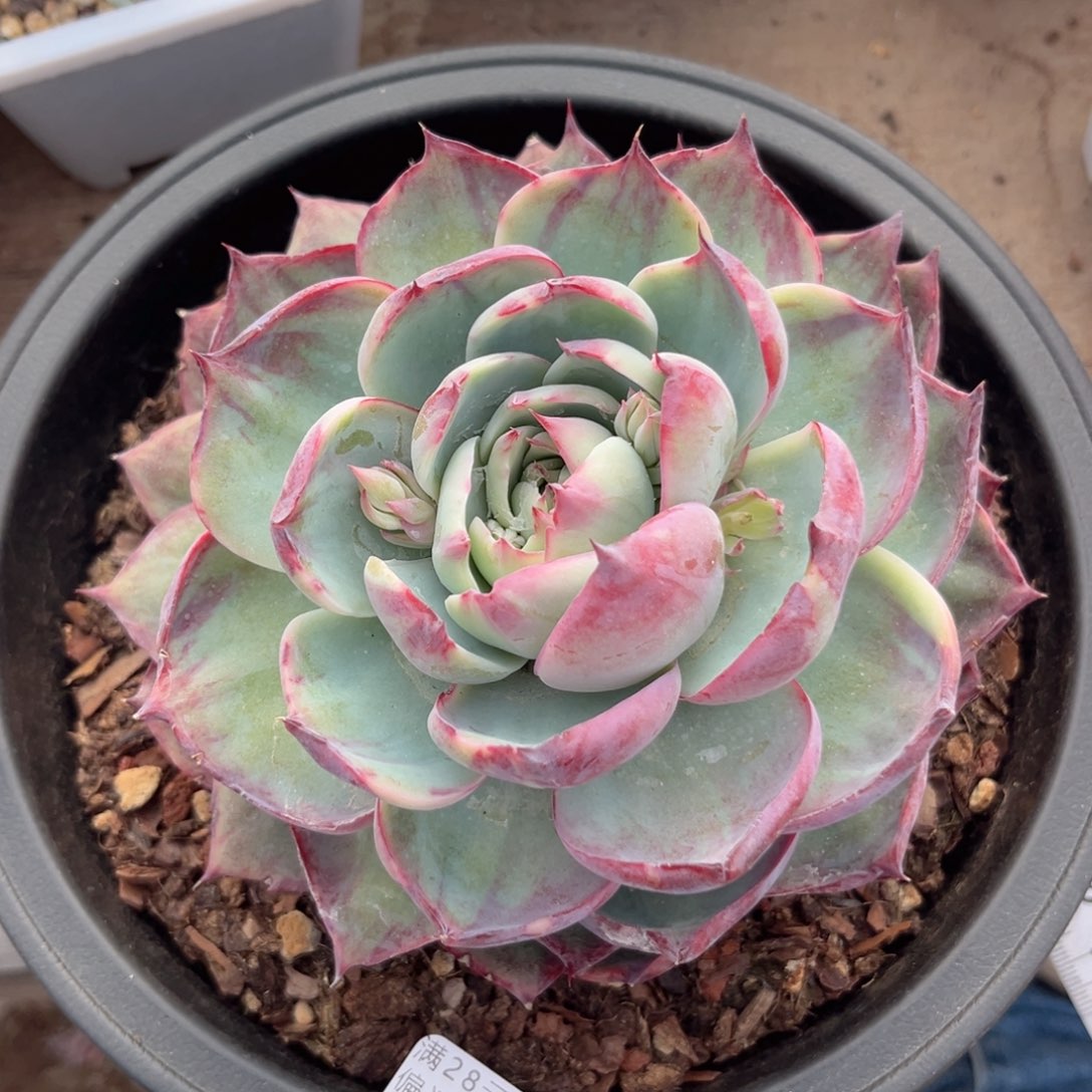 大2873；g d g x b v n n n