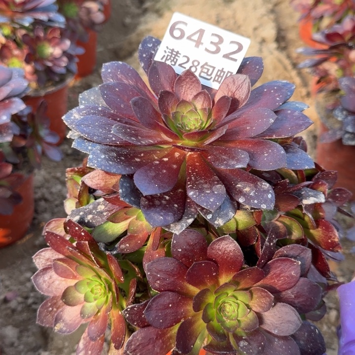 6432红心沙拉碗V