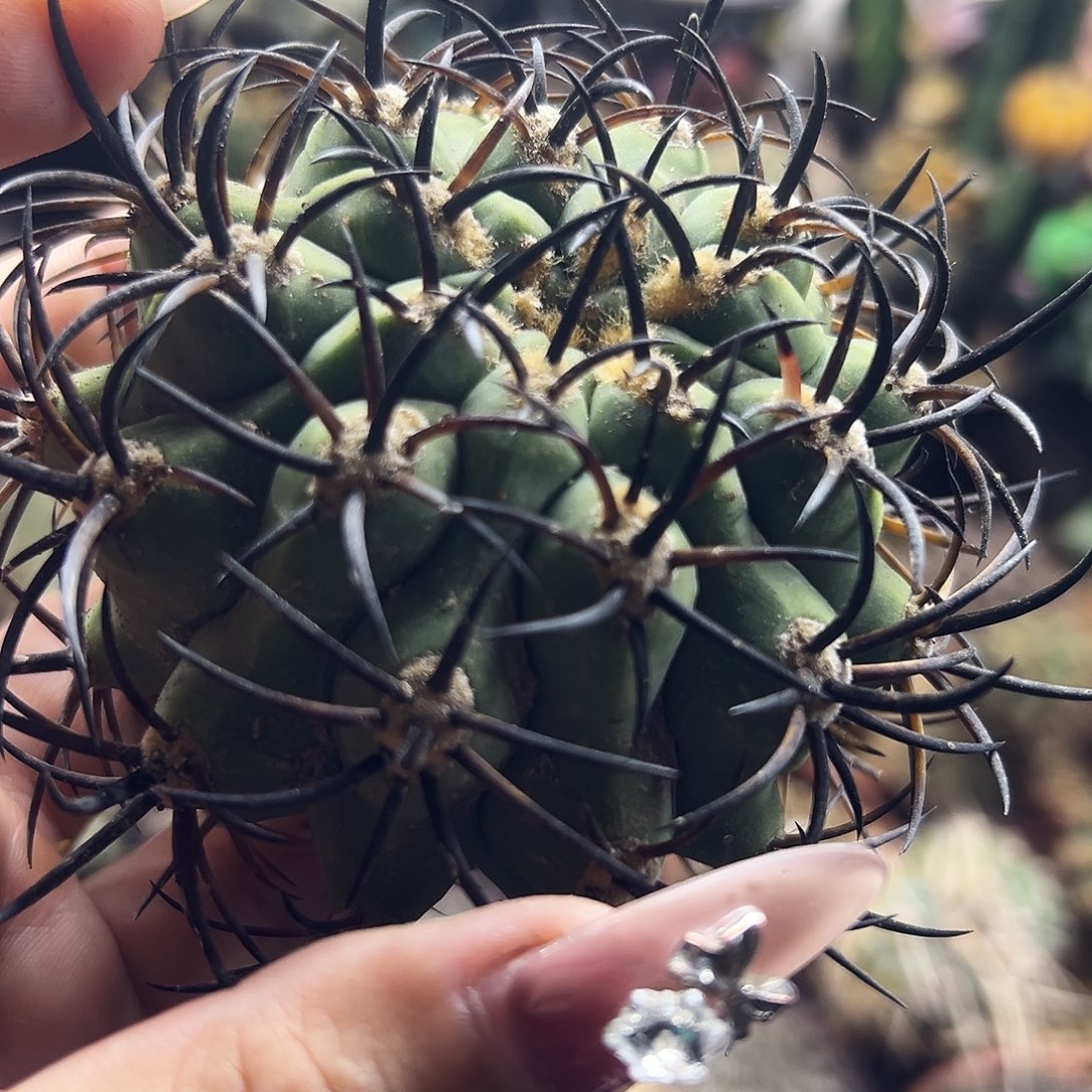 黑曜有根仙人球6666666666