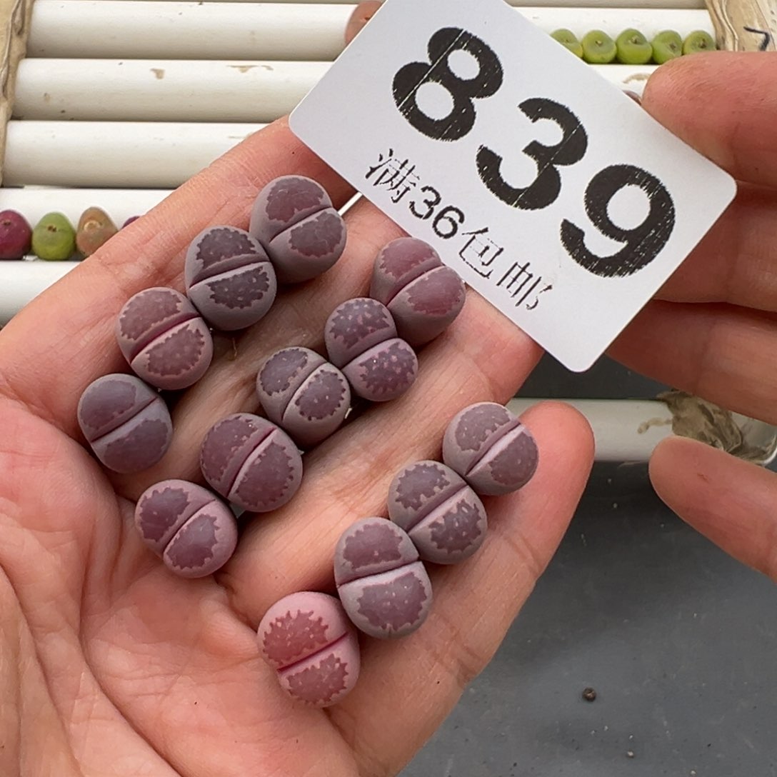 3.9好看的多肉脱土发货839