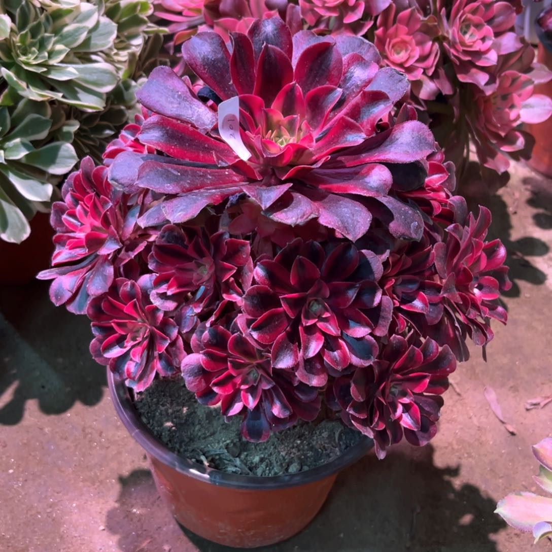 多肉植物美杜莎201