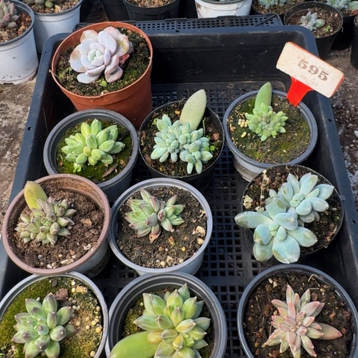 595多肉植物一物一拍