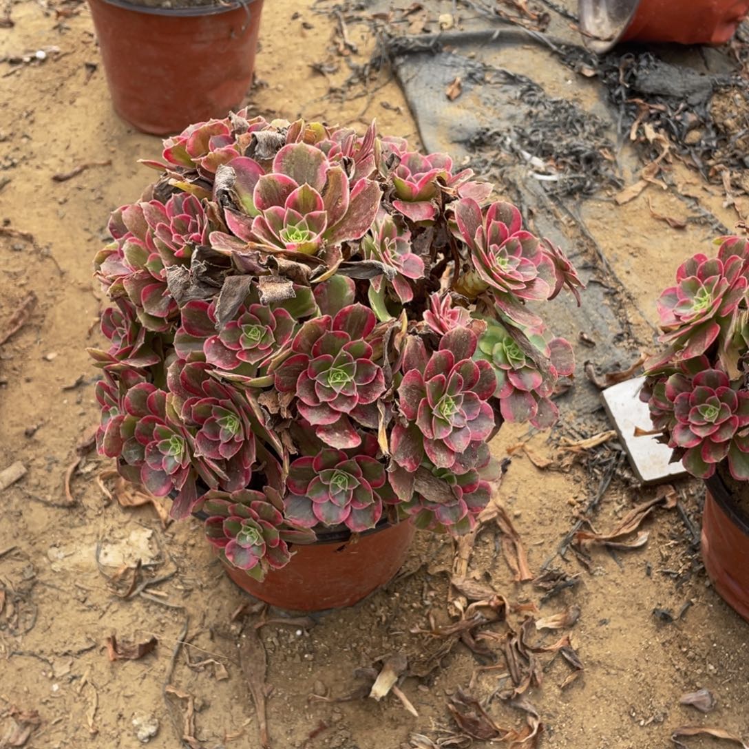 358安娜法师多肉断枝不包