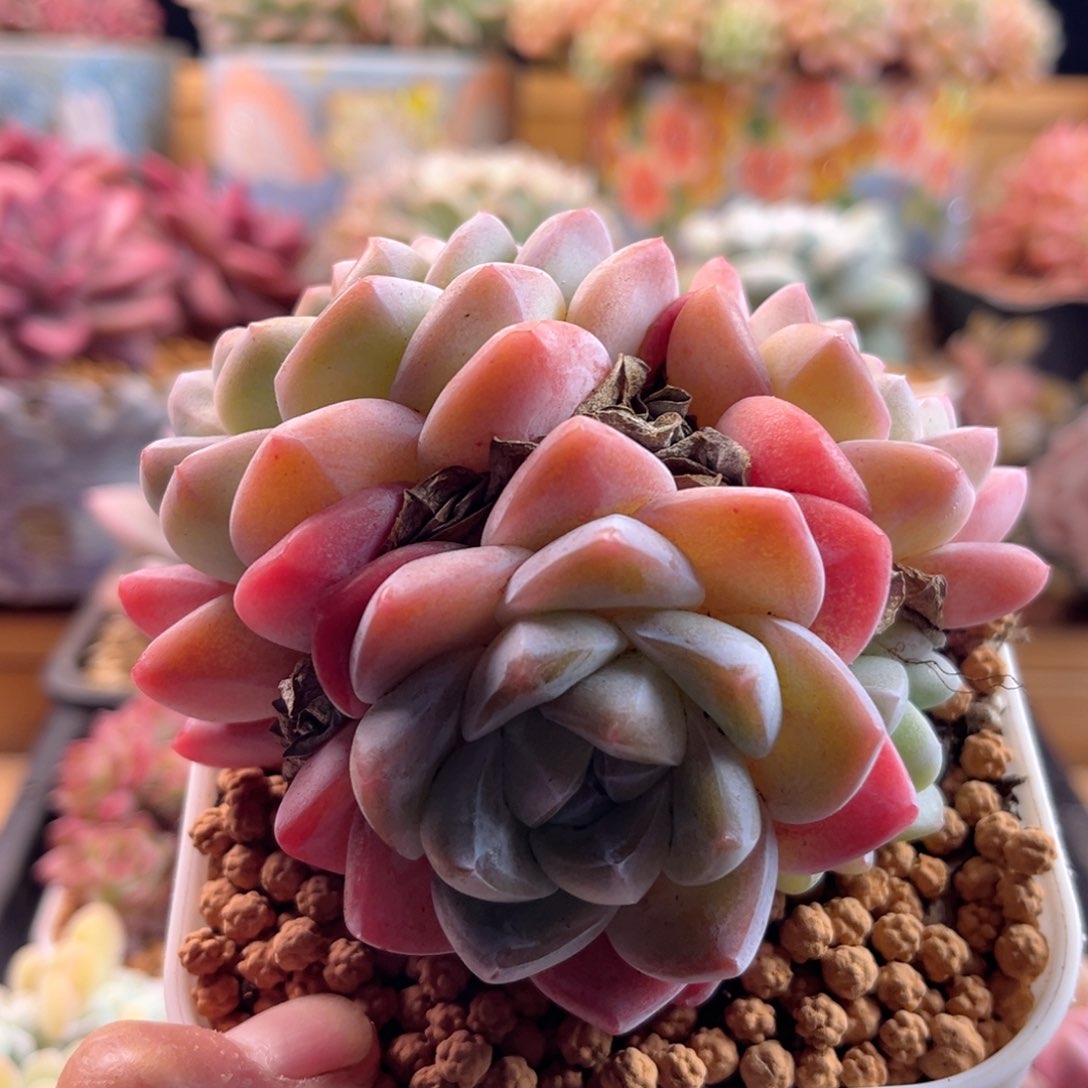 2.10/2冰玉11111111