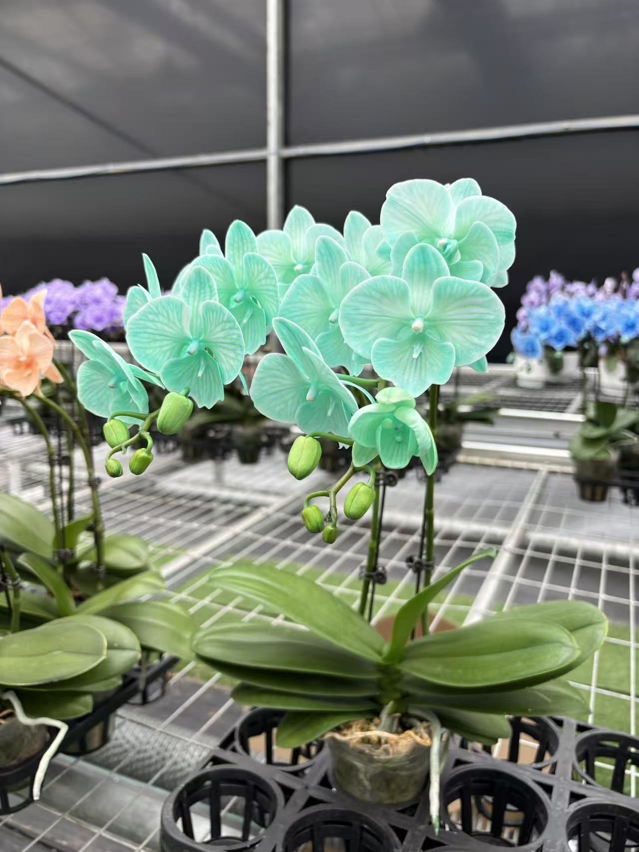 【双剑白天鹅薄荷绿】马卡龙吸色蝴蝶兰带花和花苞发货（基地直发）