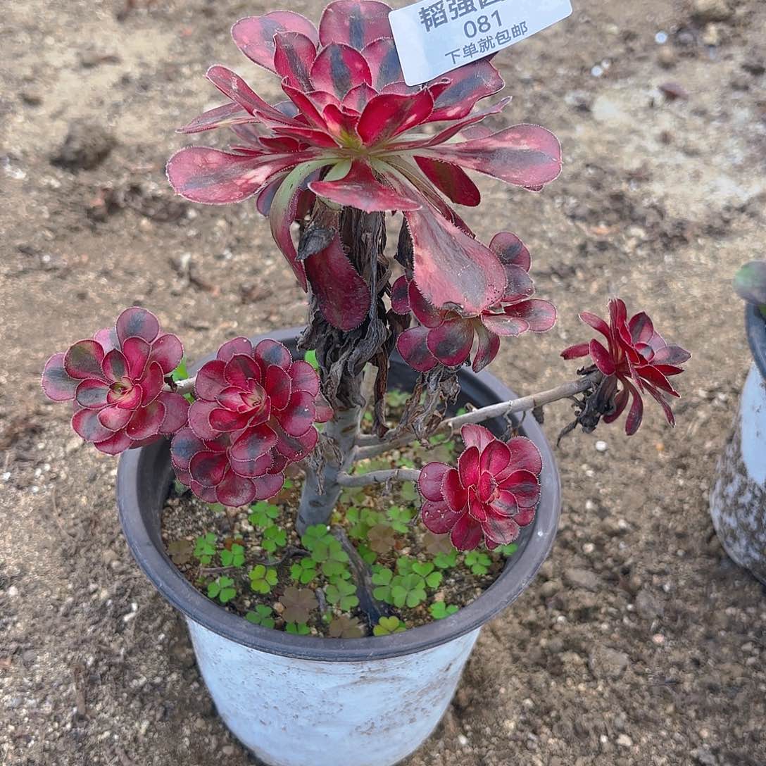 香奈儿多肉植物手捧81