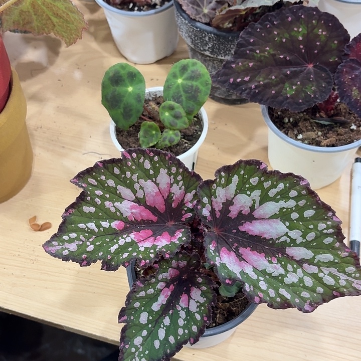 完全开放杂菜02秋海棠