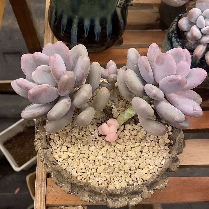 多肉植物肉肉植物