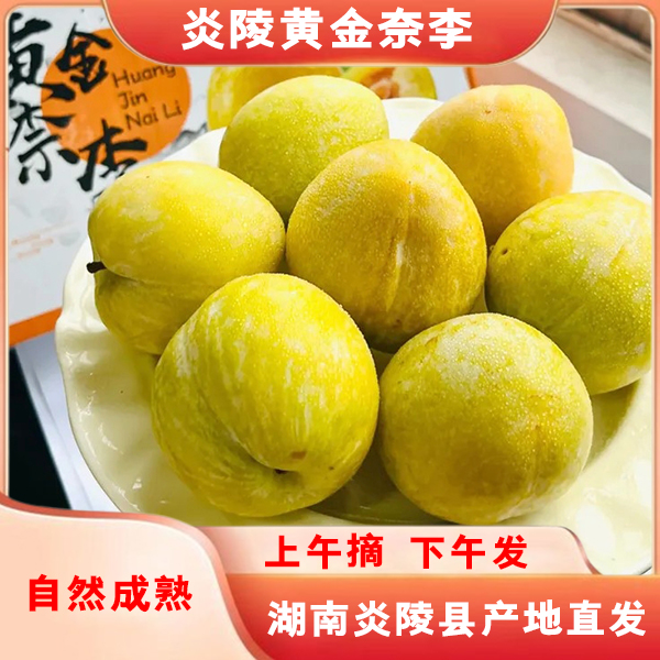 【炎陵黄金奈李】黄金奈李粒粒饱满圆润色泽金黄摘现发1斤装