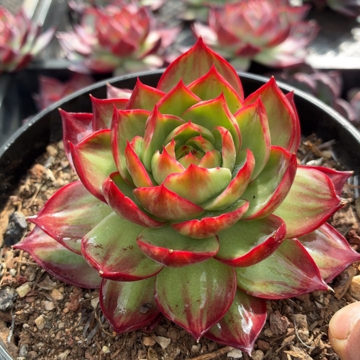 多肉植物惊鸿仙子