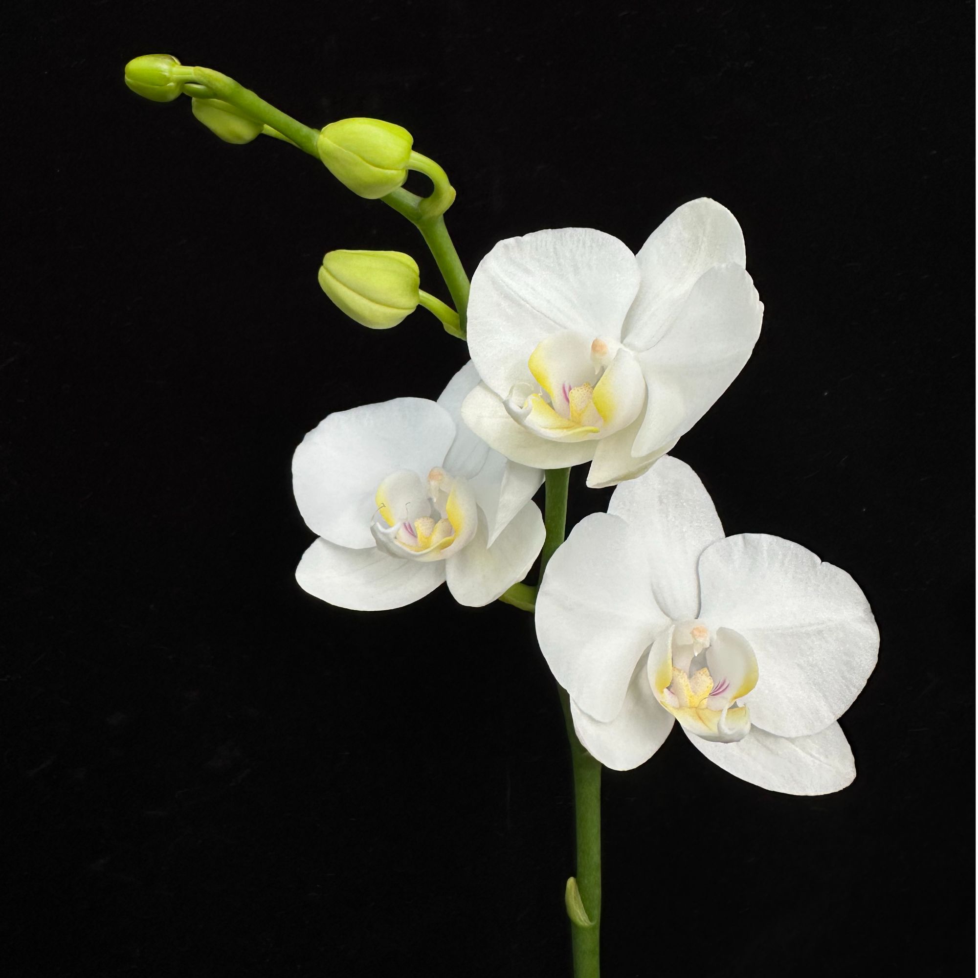 蝴蝶兰【阿玛】白色北欧ins风 基地直发