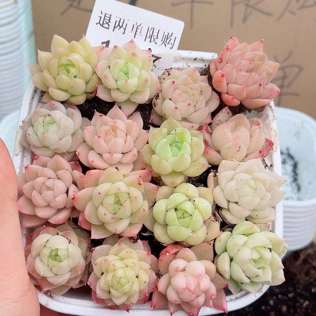 1-347 新疆西藏内蒙不发12.8包邮2-3公分多肉