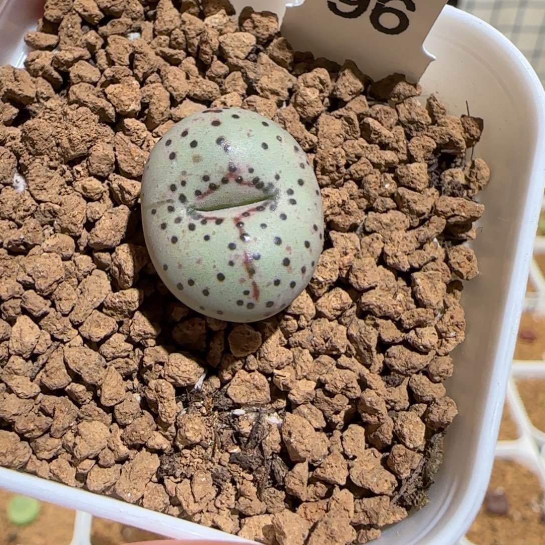 肉锥多肉植物组合-火龙果安贞64