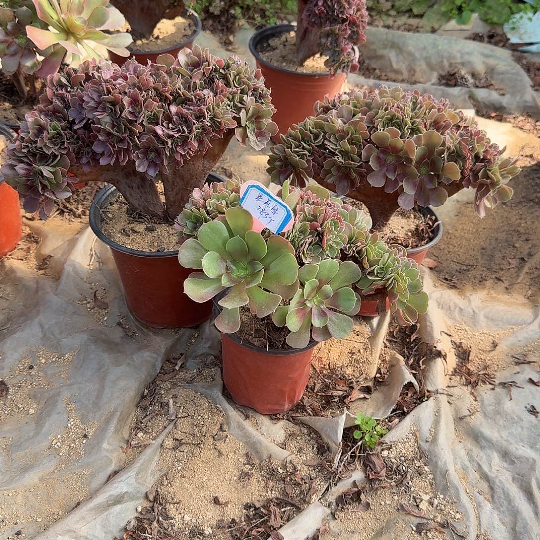 星***妹火玫瑰朵朵共3颗呀