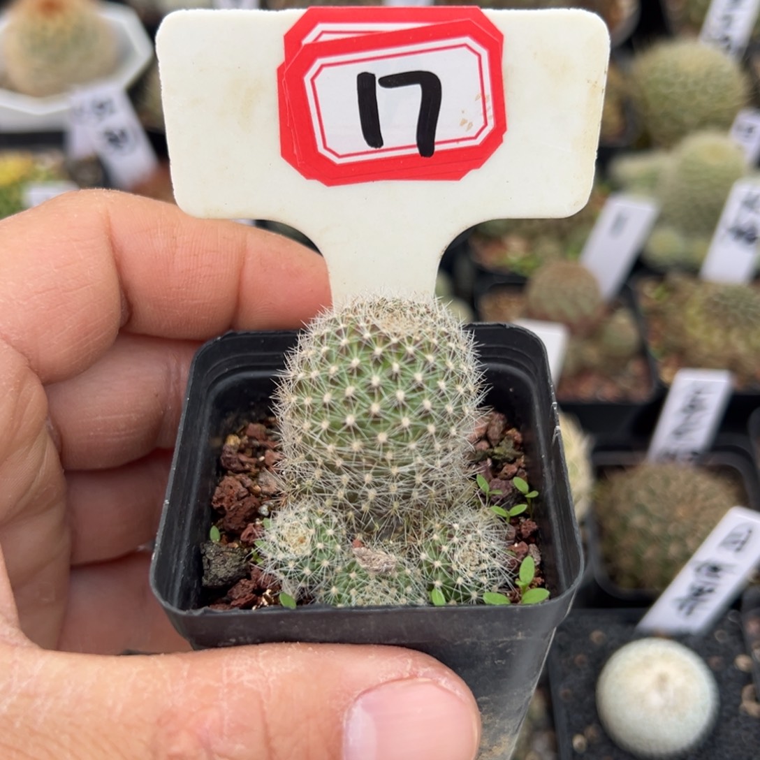 S***K17往事多肉园仙人球开花了