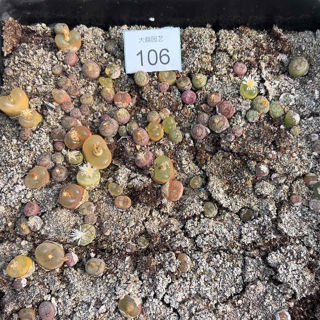 量拍以下1颗猴脸毛杂。  106