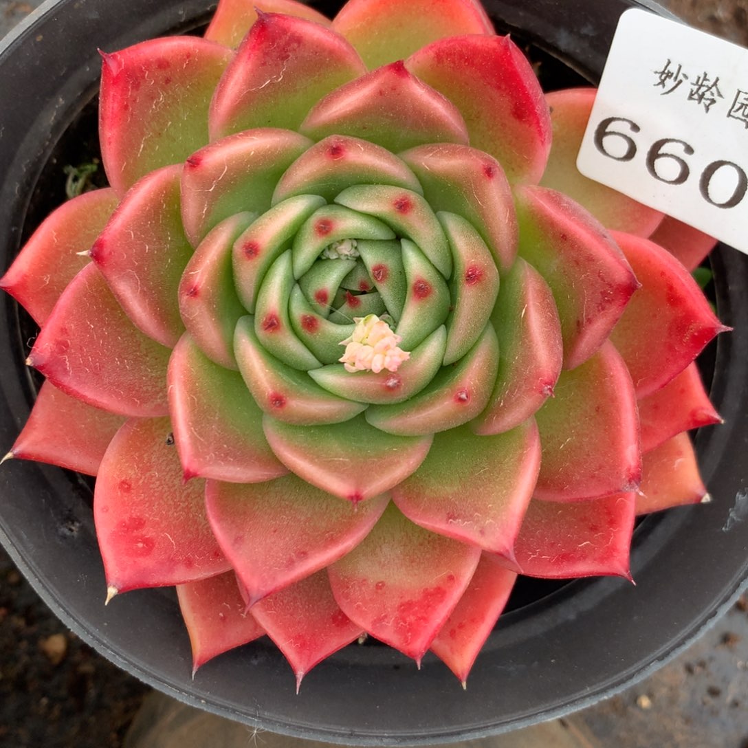 6603杂交多肉植物