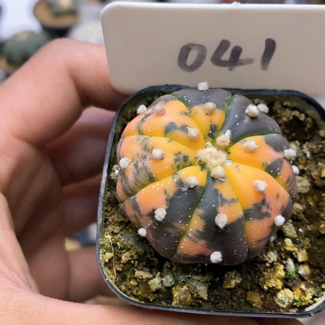 开播福利特价款福利特价