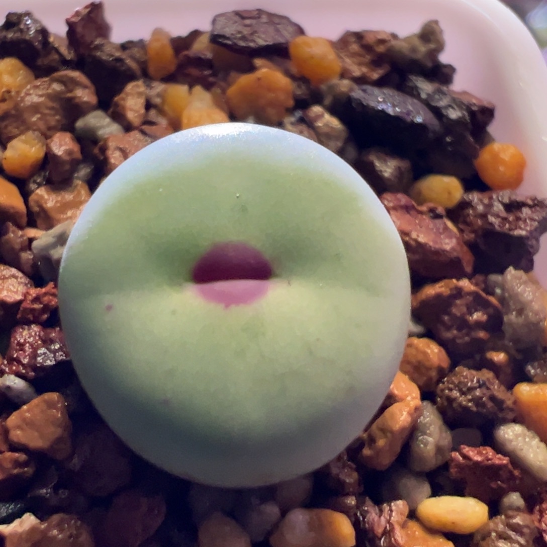 我****1160，歌姬，肉锥植物