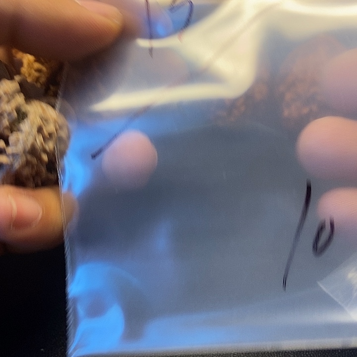 好***~核桃十号文玩核桃zzz