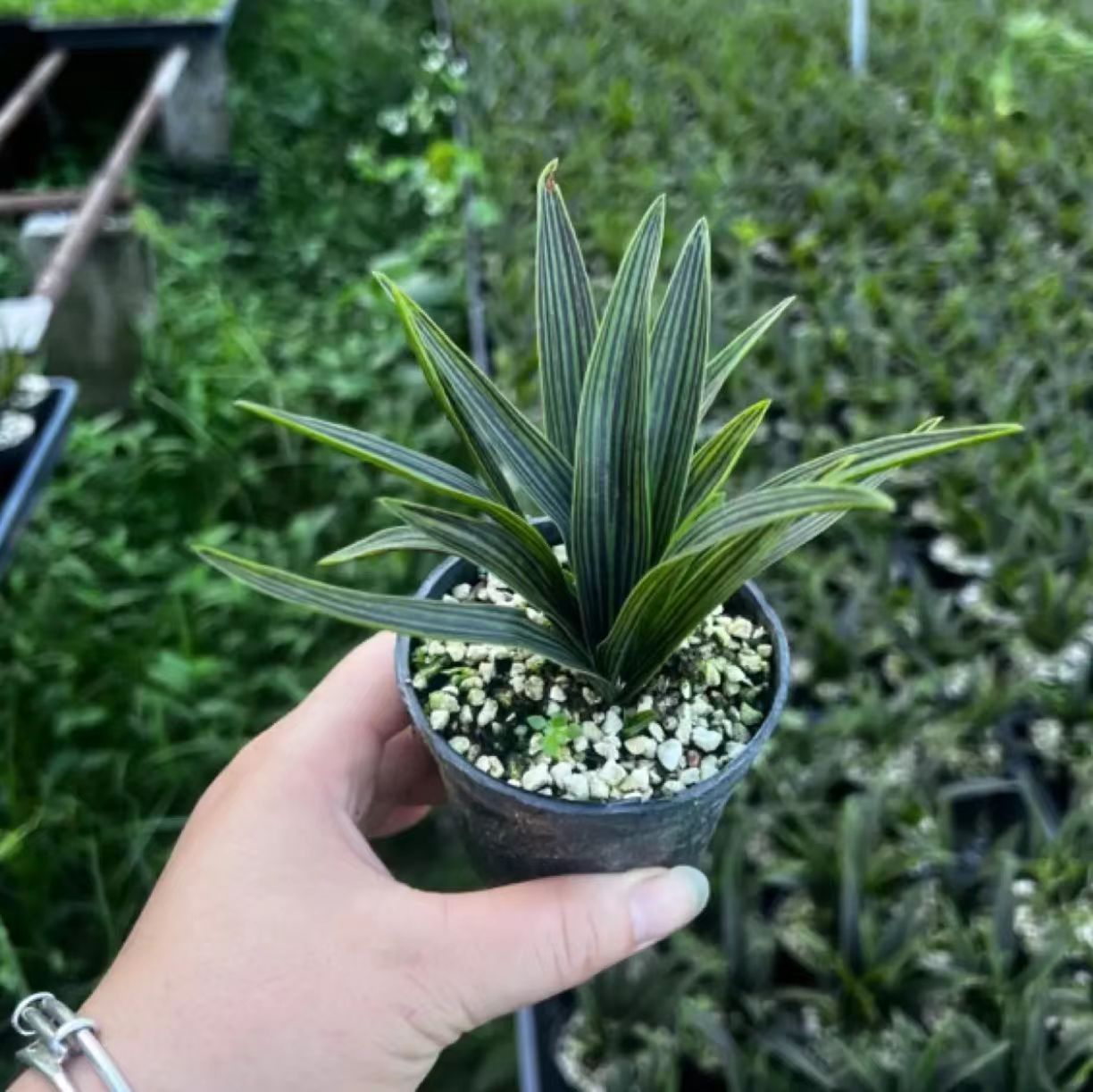 【爆品】稿蔓穗，日本迷你兰花山野草绿植麦冬草绿植室内兰花草