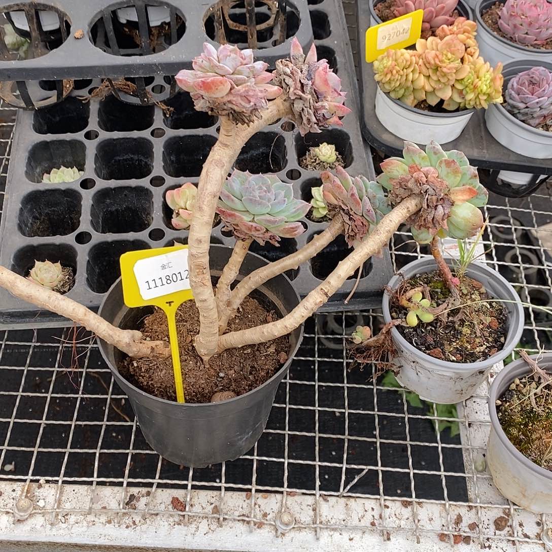 不包售后，1118012