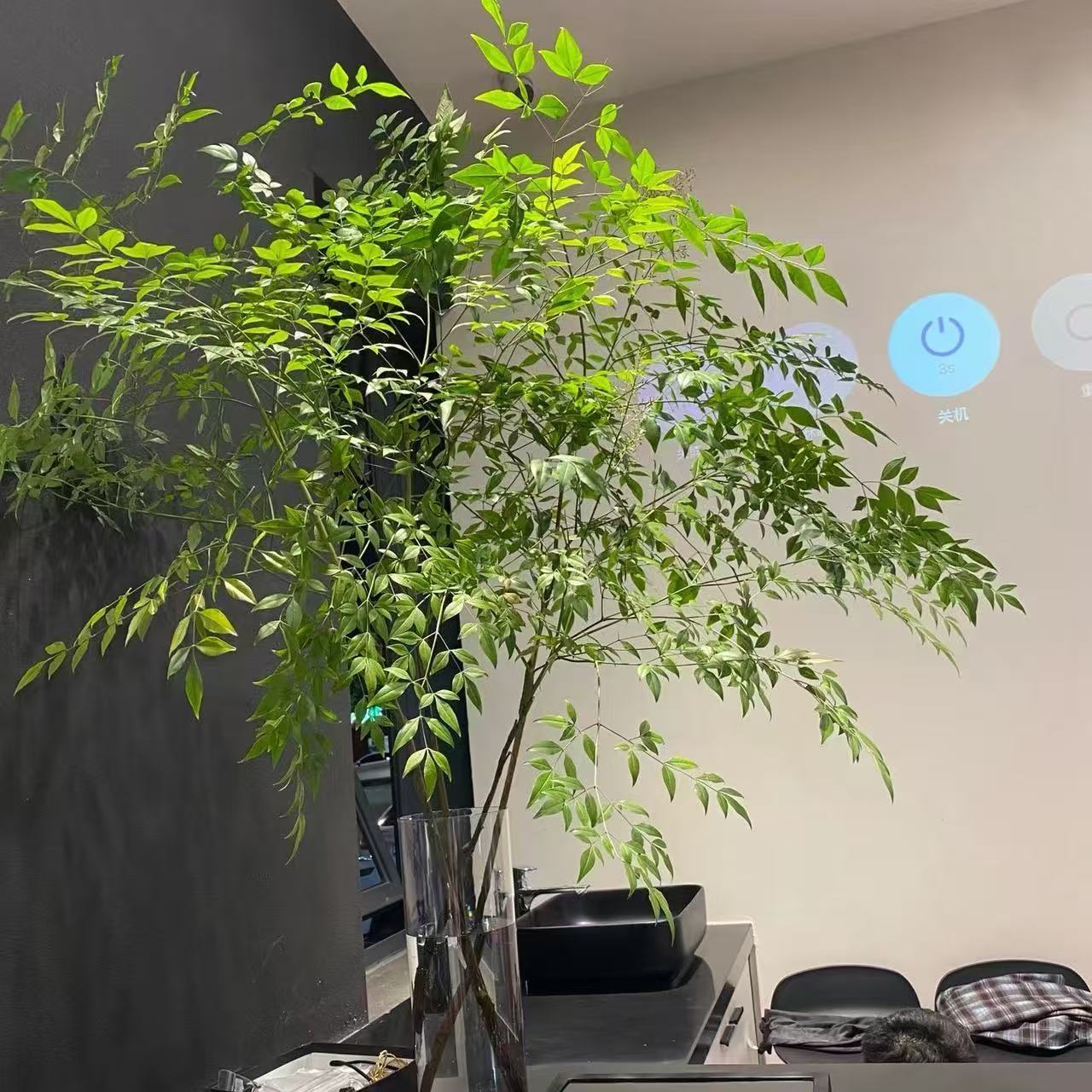 【带老桩根】南天竹水培盆栽绿植火焰红室内带根树苗客厅办公室盆景