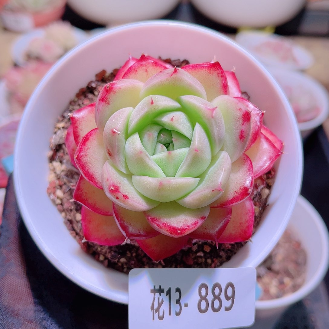 花利美13-889麦秆