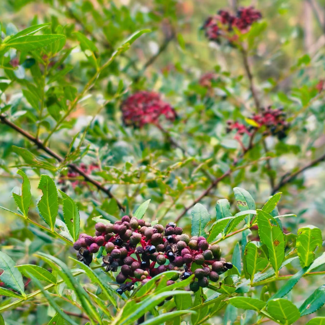 崂山山上采摘的枸椒腌咸菜腌鱼