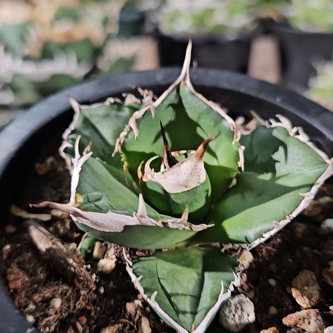 大白鲨    有根苗  