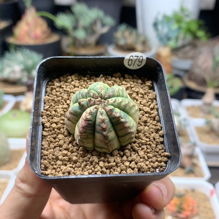 布纹球锦自根带盆