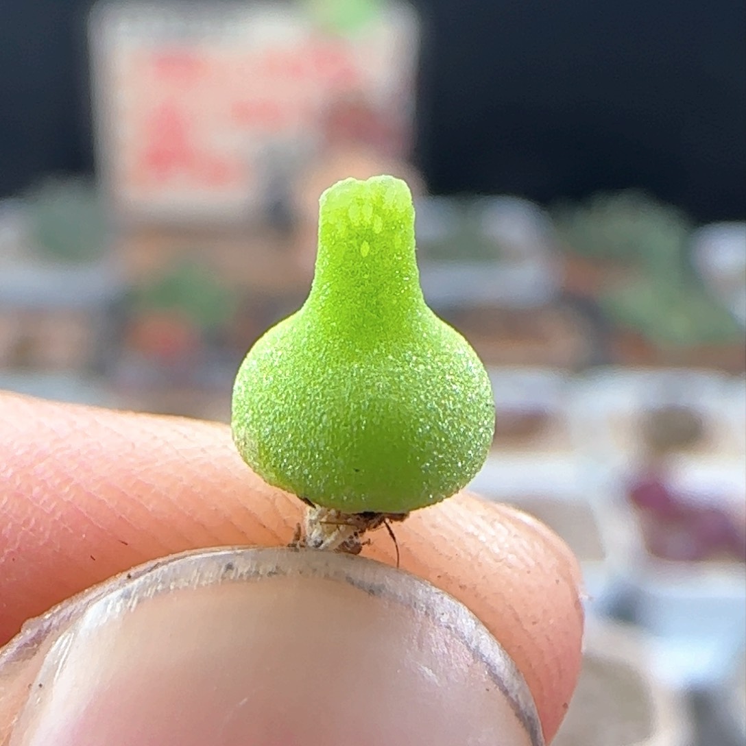 2.23.34/小葫芦/尺寸小