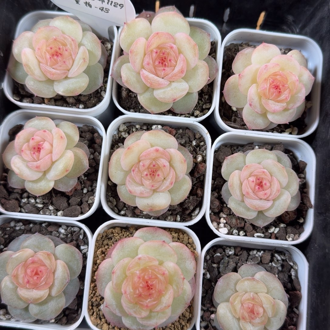 1129-043-芳草十九一颗量拍