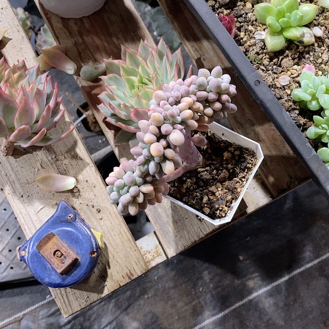 匚***㞿汤圆多肉植物盆栽组合