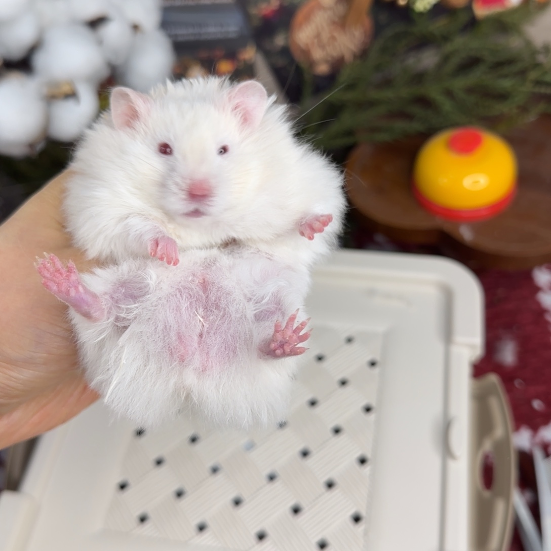 银灰金弟弟10.25生日