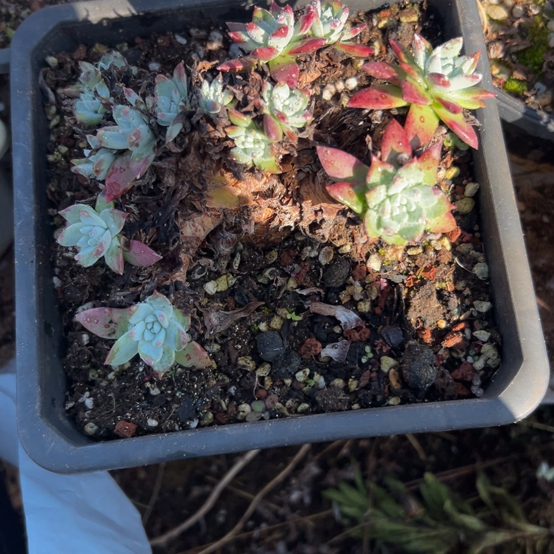 退****谢谢姐姐～一物一拍2355