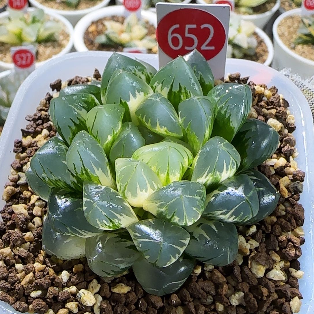 652号非组北极之光锦母本级 6.8 厘米左右一物一拍带盆发货