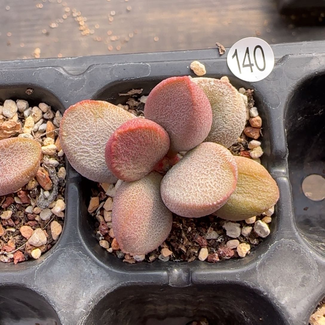 甜心宝贝水泡多肉植物