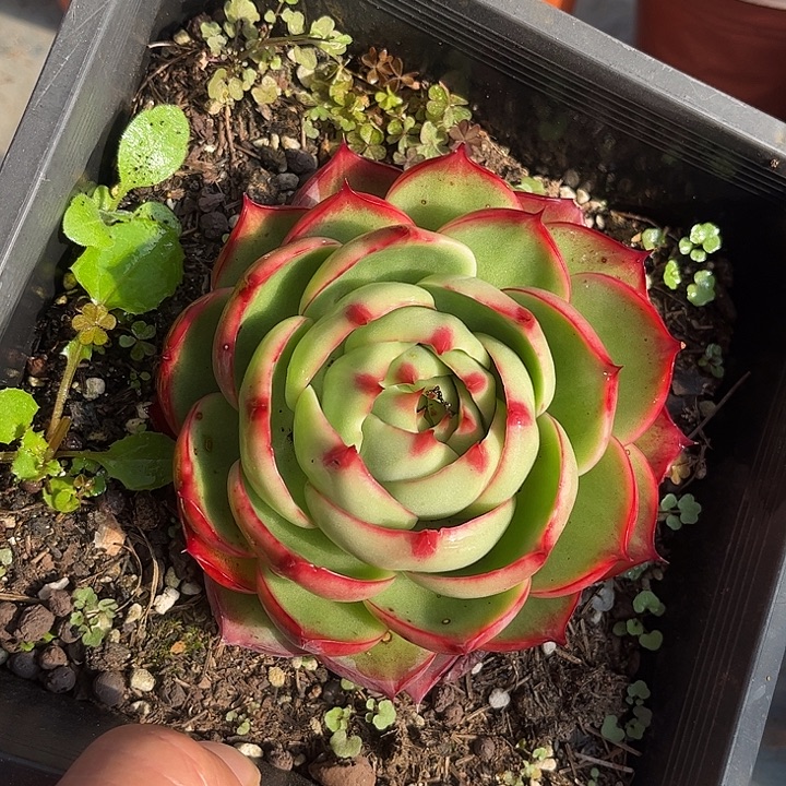 惊鸿仙子多肉植物1111