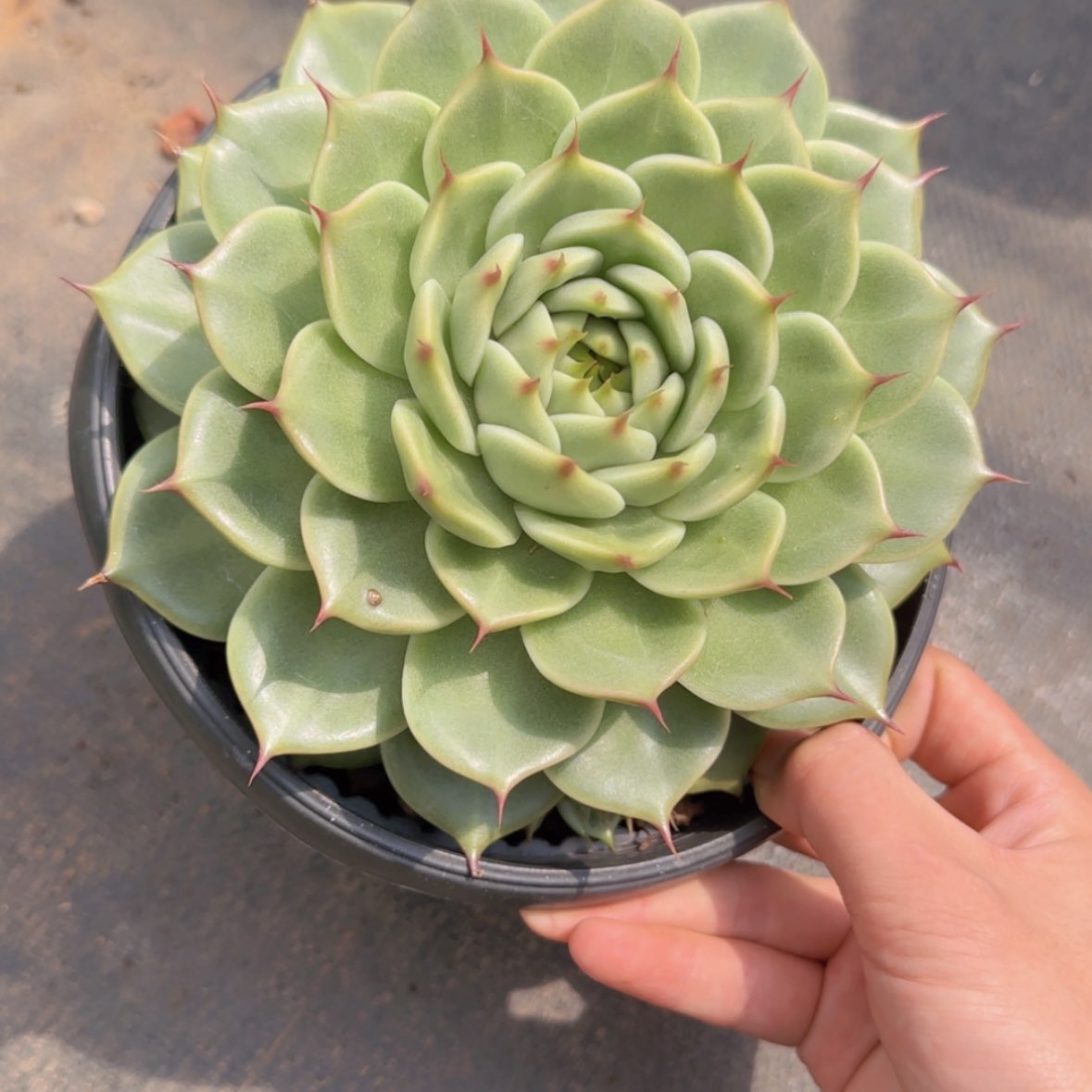 【闪购商品】托斯卡9.9