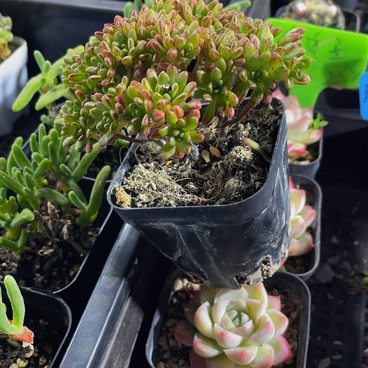 小人姬带盆土发货