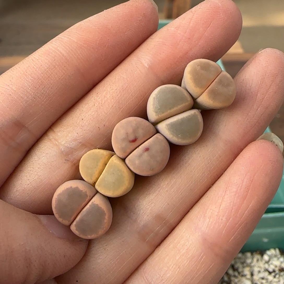 愉***悦12.9爱萌多肉母本福利8031