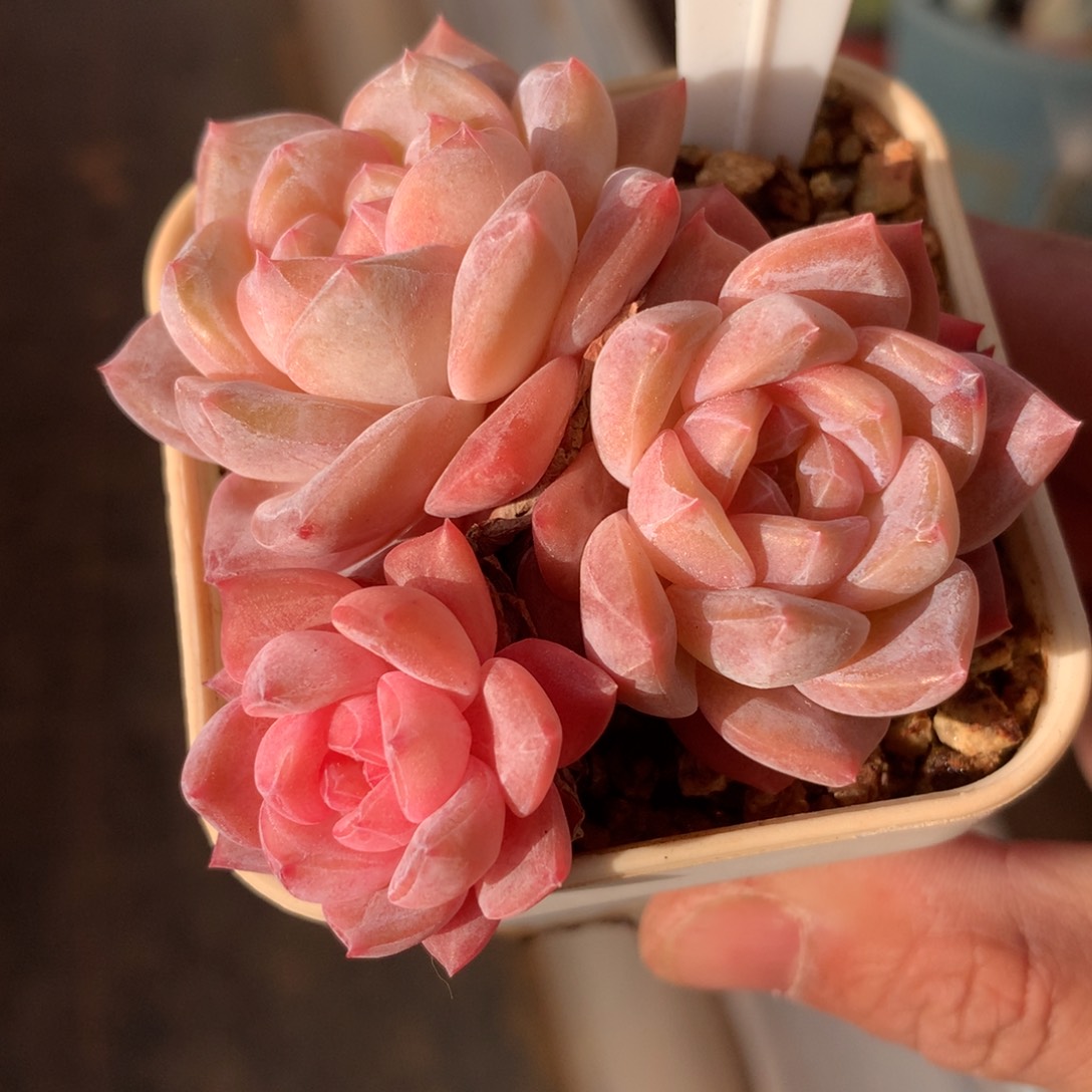 琥珀自然群老桩多肉