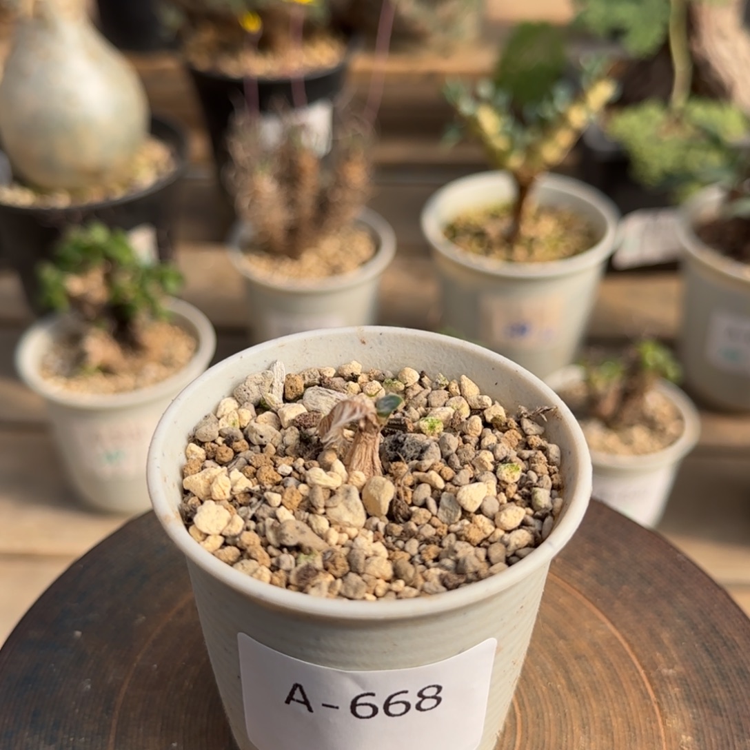 668毛叶石蒜满50包邮