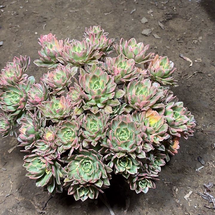 多肉植物法师甜茶22